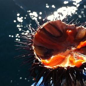 Gastronomy, Culture and Sea