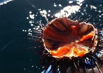 Gastronomía, Cultura y Mar