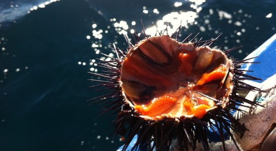 Gastronomy, Culture and Sea