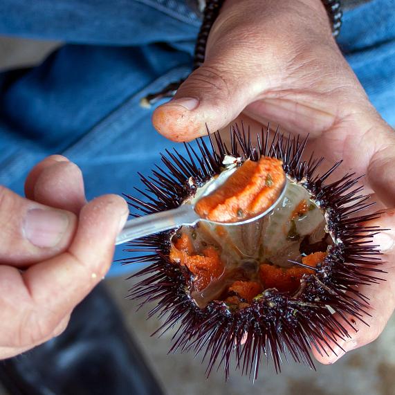 Gastronomía del Empordà